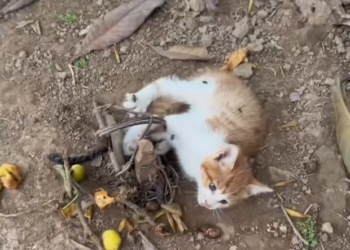 H2601014 It needed help long before it was found