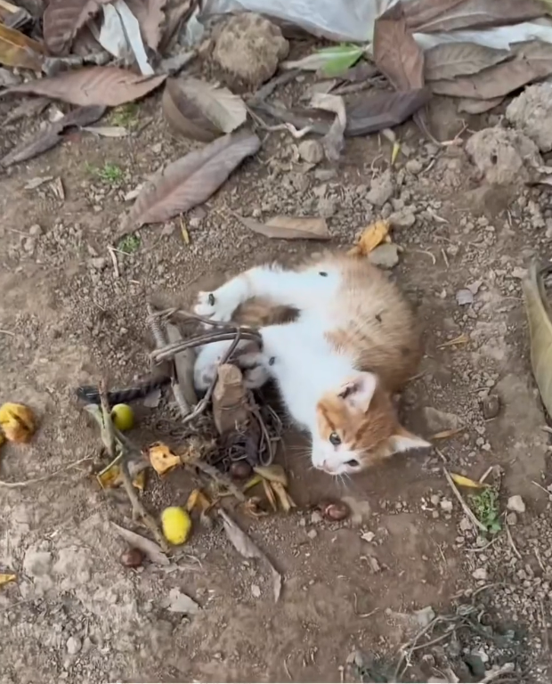 H2601014 It needed help long before it was found