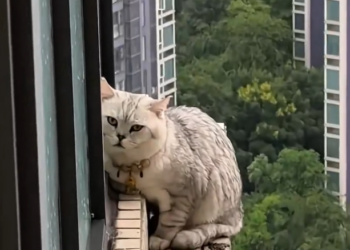 H2601004 The world felt heavier than its body could carry