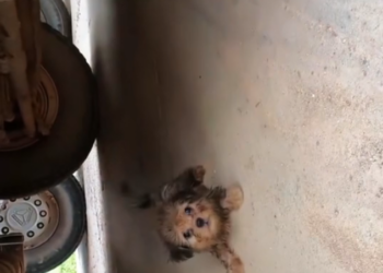 T3001092 Still here, though barely holding together