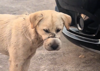 H2601001 A quiet life pushed too far