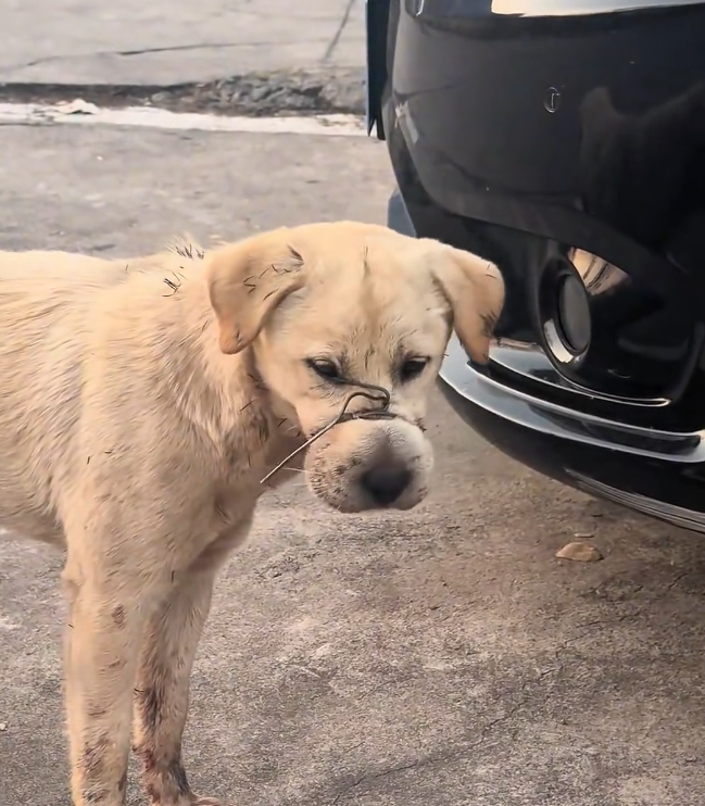 H2601001 A quiet life pushed too far