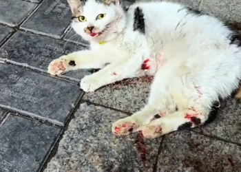 K0402036 This shouldn’t have been a survival test