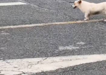 K0402061 This shouldn’t have been a survival test