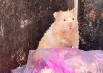 K0402059 Hope flickered, barely visible