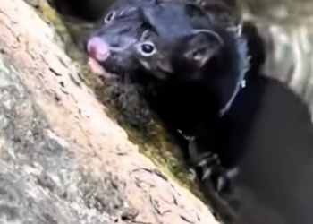 K0402052 Another life almost lost to delay