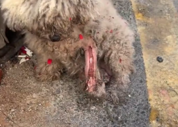 K0402050 The struggle lasted longer than anyone realized