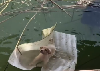 K0402048 It stayed where it fell