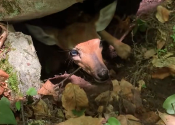 K0402046 A silent plea no one heard