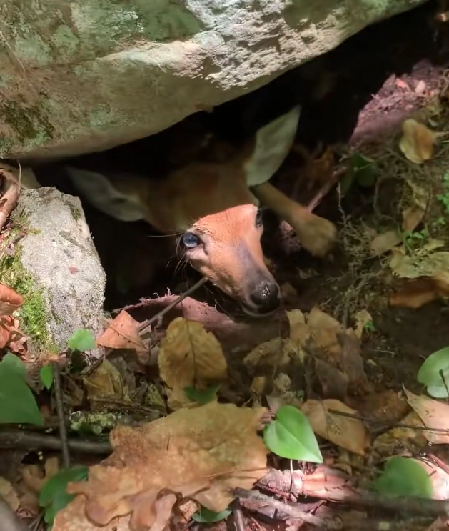 K0402046 A silent plea no one heard