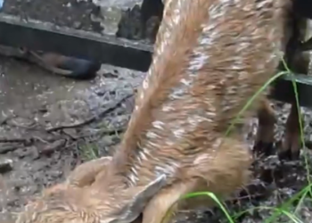 K0402045 Too weak to search for safety