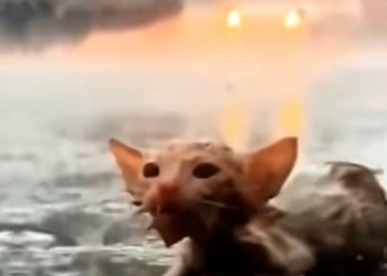 T3001091 Survival became the only goal