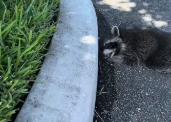 K0402044 This is what being left behind creates