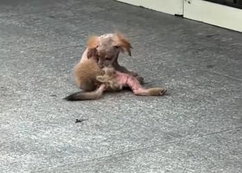 K0402038 Found in the final moments of strength