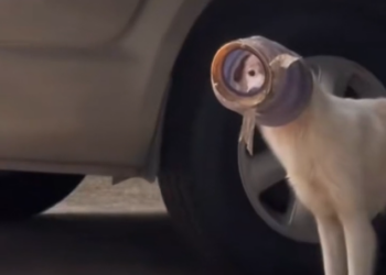 K0402064 A fragile existence in a careless world