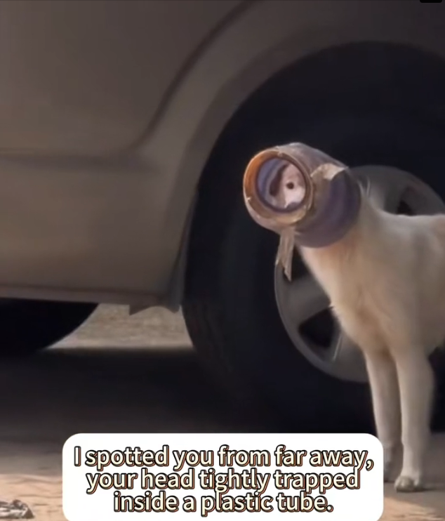 K0402064 A fragile existence in a careless world