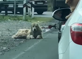 K0402021 It endured more than it showed