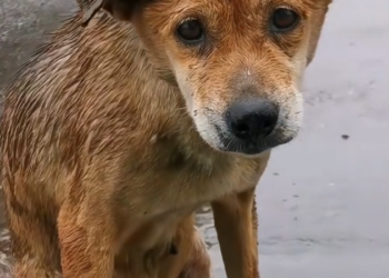 K0402020 Another overlooked life fighting quietly