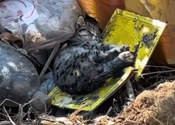 K0402018 One rescue away from becoming a tragedy