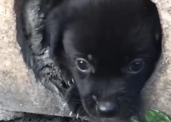 K0402016 It survived longer than expected