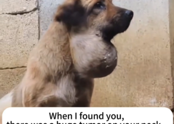 K0402075 A fragile frame against a cruel reality