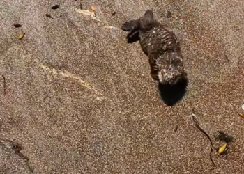 K0402034 Too weak to stand, too alive to quit