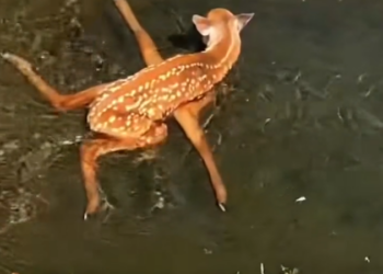 K0402033 The silence around it was overwhelming