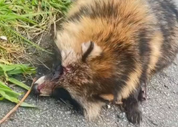 K0402032 Found before hope completely faded