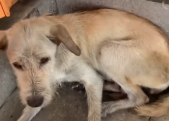 K0402135 Not abandoned by choice — but by people