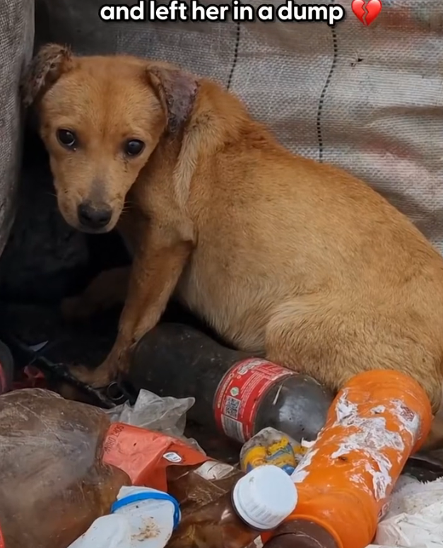 K0402133 It didn’t know rescue was coming