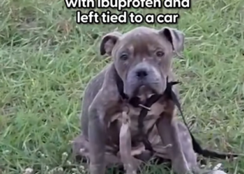 K0402127 The weakness was impossible to hide