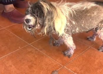 K0402124 It had stopped expecting kindness