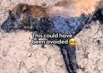 K0402121 The ground was its only shelter