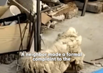 K0402119 Another quiet victim of neglect