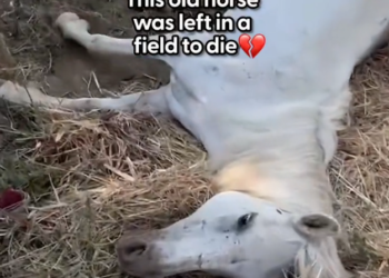 K0402118 No one saw the early warning signs