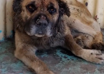 K0402117 Its body told a story of endurance