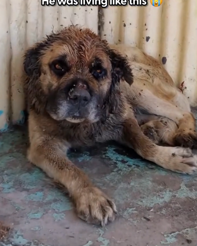 K0402117 Its body told a story of endurance