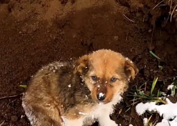 T3001085 Strength faded long before rescue