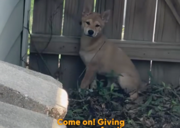 K0402114 A fragile life pushed beyond limits