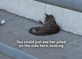 H0402109 A silent collapse in plain sight