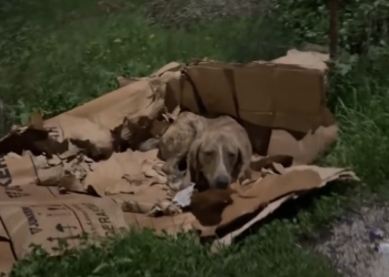 H0402106 It needed saving long before today