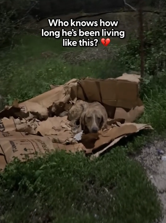 H0402106 It needed saving long before today