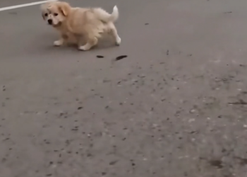 T3001084 Another soul nearly erased by delay