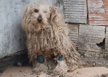 T3001015 Time passed. Pain stayed close