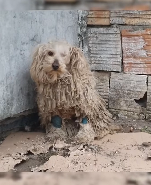 T3001015 Time passed. Pain stayed close