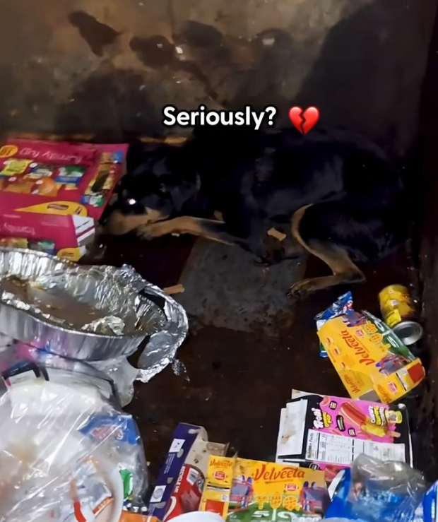 H1002009_He was growling because he was SO scared but wai