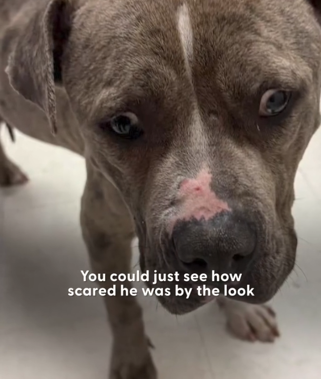 H1002013_look in his eyes once he was in cage Wai