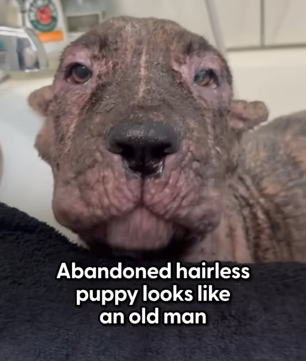 H1002017_He looked like an old man wait to see what he lo