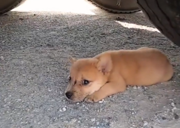 T3001079 Silence wrapped tightly around this pain