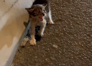 T3001068 The body learned to endure too much